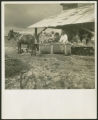 Unloading tobacco sled, stringing at barn, sharecopper family near Hartsville, S.C.