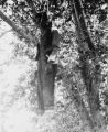 Reproduction of an earlier photograph of Robert Marshall, lynched from the "hanging tree" south of Price, Utah; 1925