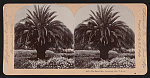 The date palm, Pasadena, Cal., U.S.A.