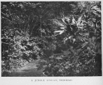 A jungle stream, Trinidad