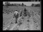 Tractor operator on the Aldridge Plantation near Leland Mississippi. These young Negroes drive tractors for one dollar and twenty-five cents a day and cabin