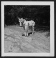 Prince Jenkins and Jacob in Bellefield's Victory Garden