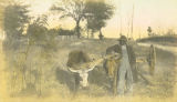 Honet, an African American man, with his oxen team on a dirt road in Wilcox County, Alabama.