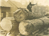 Pine Logs on the way to the mill