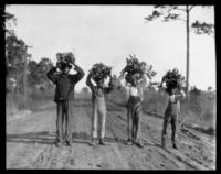 Carrying fuel, Lady's Island