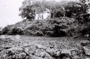 Field Work in Bunce Island, Sierra Leone: The Island Shore at the bottom of the British Slave Castle