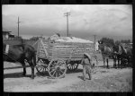 [Untitled photo, possibly related to: Negro tenant on top of wagonload of cotton, waiting to go to gin. Delta and Pine Land Company, Scott, Mississippi Delta, Mississippi]