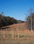 Hazel Grove, where Hooker retreated at Battle of Chancellorsville, Virginia, during the Civil War