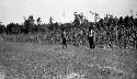 Demonstration farm work. Moses Fitzgerald's farm showing Boy's demonstration acre corn