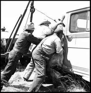 Cowboys Maneuvering Hog to a Truck