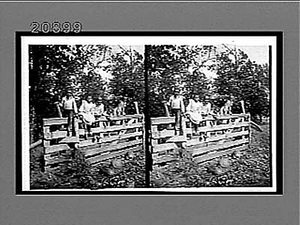 African American children with watermelons sitting on a rail fence. Active No. 7206 : stereo interpositive.