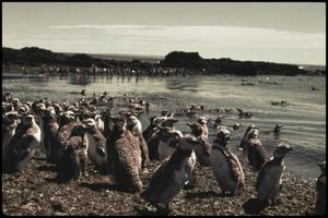 Penguins at water