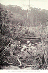 A forest clearing: washing clothes in a brook