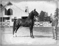 African American man holding a horse, Georgia, 1931