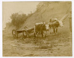 Oxen pulling a wagon