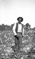 Ike, an African American man, standing in a cotton field in Wilcox County, Alabama.