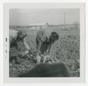 Women Gardening