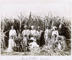 Cane cutters in Jamaica