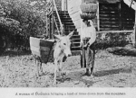 A woman of Dominica bringing a load of limes down from the mountain