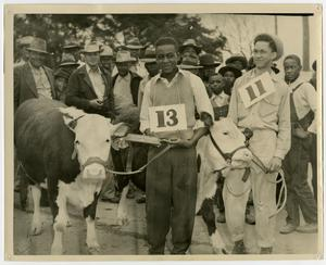 Men with Award-Winning Beef Calves