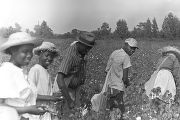 People picking cotton in the field of Mrs. Minnie B. Guice near Mount Meigs in Montgomery County, Alabama.