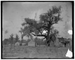 [Magnolia-on-the-Ashley (i.e. Magnolia Gardens), cabin homes of the Negro caretakers, Charleston, S.C.]