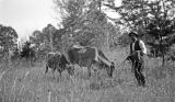 Golsby, an African American man, with two cows in rural Wilcox County, Alabama.