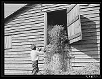 Negro helper putting peavine hay into barn loft. Mr. J.V. Harris' farm, nine miles south of Chapel Hill on Highway 15. Chatham County, North Carolina