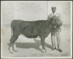 Man with bull