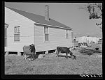 [Untitled photo, possibly related to: Cow and new home of Cube Walker, Negro tenant purchase client. Belzoni, Mississippi Delta, Mississippi]