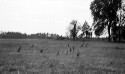 Flock of partridges rising from ground