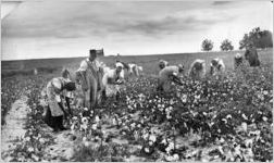 Sharecroppers picking cotton, Luella, Georgia, November 1, 1939.