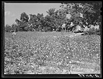 [Untitled photo, possibly related to: Negro sharecropper, Will Cole and his son picking cotton. The owner is Mrs. Rigsby, a white woman. About five miles below Chapel Hill, going south on Highway 15, toward Bynum in Chatham County, North Carolina. Address: Route 3, Chapel Hill]