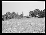 [Untitled photo, possibly related to: Negro tenants picking cotton. On Highway 15, about seven miles south of Chapel Hill. Chatham County, North Carolina]