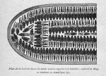 Plan de la batterie basse du même navire négrier à 2 batteries, capturé en 1843, se rendant en Amérique.(I)