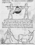 Thumbnail for Representation of men carrying a trapped hyena; representation of a man lassoing a wild ox