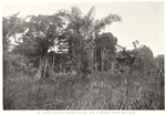 Raphia Vinifera (Plassava palms), Rice is growing below the palms