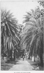 An avenue of Cocoa-Palms