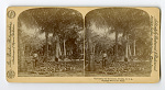 stereograph
