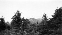 Balsam Forest Mount Mitchell showing black bros in the distance