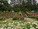 A portion of the International Rose Test Garden in the "Rose City" of Portland, Oregon, whose roses bloom from April through October with the peak coming in June, depending on the weather