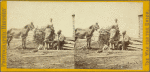 Thumbnail for All the live stock left on Mr. Gill's plantation after the battle of Gettsyburgh