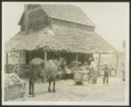 Mules pulling sleds filled with tobacco leaves to barns