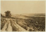 A strawberry field on Rock Creek, near Baltimore. Whites and negroes, old and young, work here from 4:30 A.M. until sunset some days. A long hot day.  Location: Baltimore, Maryland.