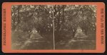 A plantation road through the "live oaks," Port Royal, S.C.