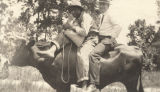 An African American man and a white man on the back of a steer in Russell County, Alabama.