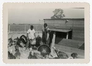 Man and Boy with Turkeys