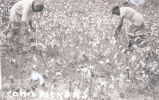 Cotton pickers