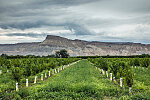 Young peach trees in the orchard-filled town of Palisade, outside Grand Junction, Colorado. In the distance is the area's famous Grand Mesa, which, at 40 miles in length, is reputed to be the world's largest mesa, an elevated, flat-topped area of land