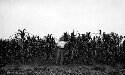 Demonstration plot of corn, Superintendent W. B. Coggin